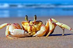 孕婦可以吃螃蟹嗎 孕婦懷孕時(shí)的飲食應(yīng)注意什么