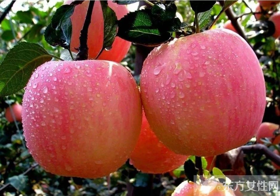 懷孕初期不能吃什么 孕初期吃什么可以保胎