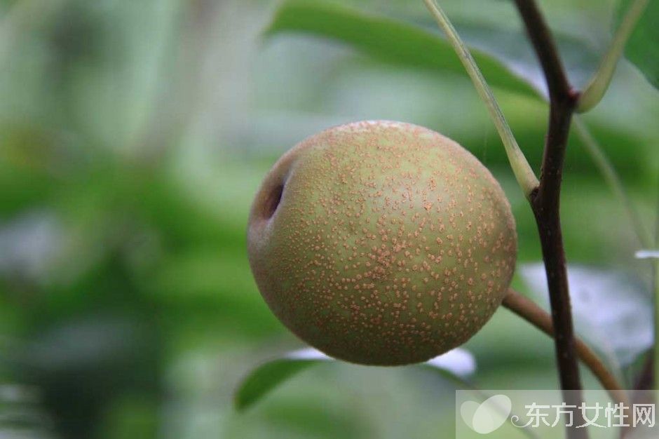 孕婦可以吃梨嗎 這些水果孕婦最好不要吃哦