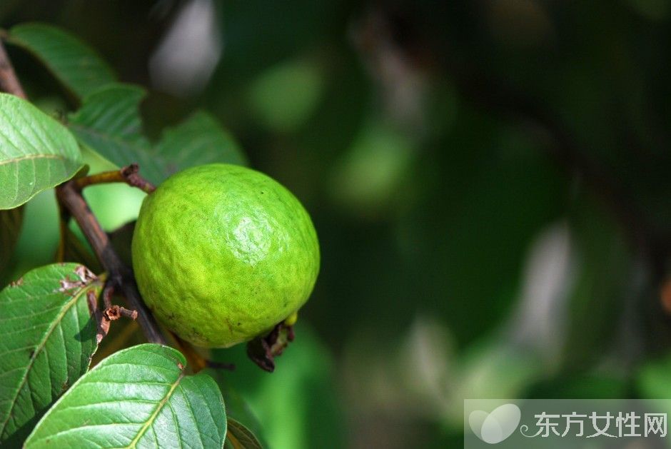 孕婦可以吃番石榴嗎 推薦適合孕婦吃的7種水果