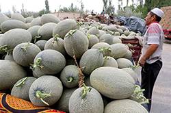 孕婦可以吃哈密瓜嗎 孕婦吃哈密瓜的注意事項(xiàng)