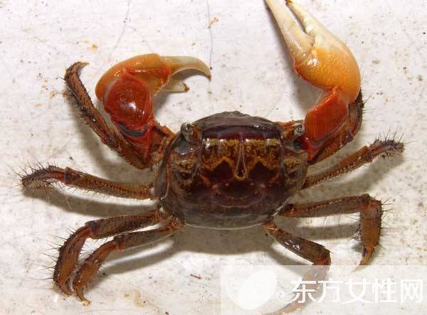 孕婦可以吃螃蟹嗎 孕婦懷孕時的飲食應注意什么