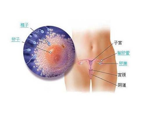 幾天能測出懷孕 測懷孕的方式有哪些