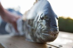 孕婦吃什么魚(yú)好 孕期孕婦吃魚(yú)的注意事項(xiàng)