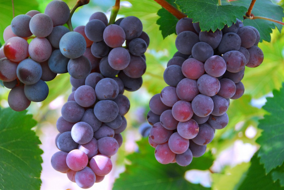 孕婦能吃葡萄嗎 4個切忌需注意