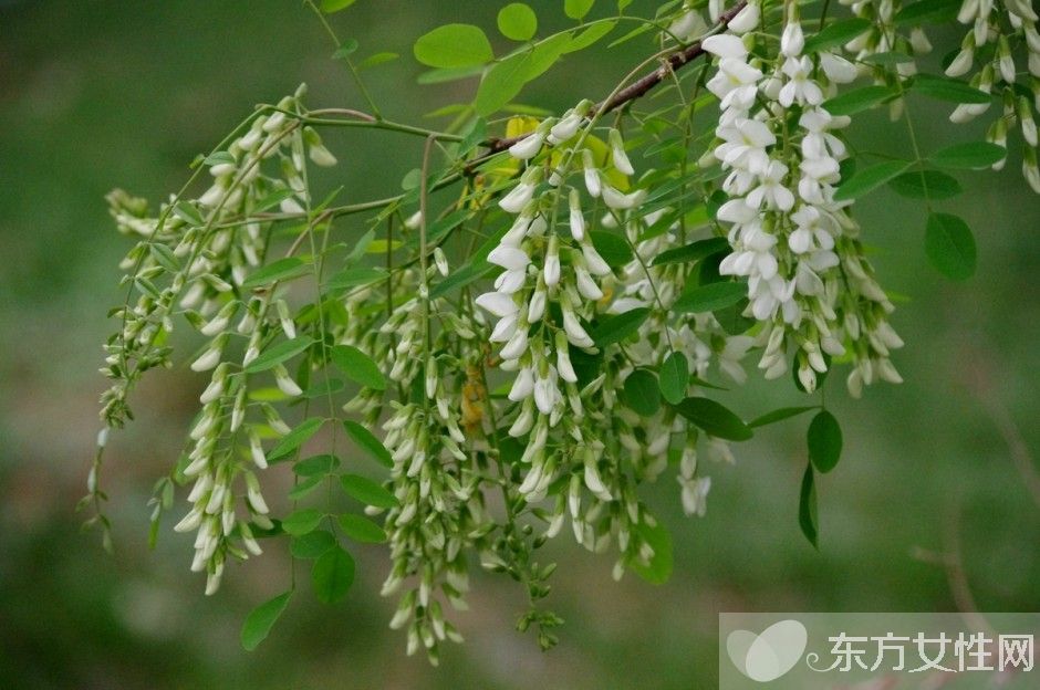 孕婦能吃槐花嗎 槐花的功效與作用及禁忌