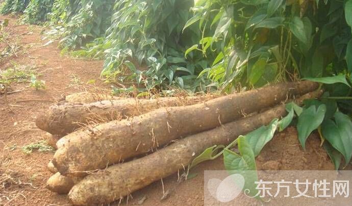 孕婦能吃山藥嗎 懷孕哪些食物不能吃呢