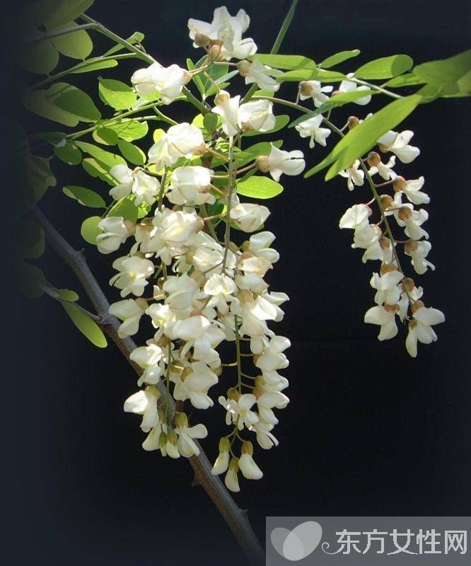 孕婦能吃槐花嗎 槐花的功效與作用及禁忌