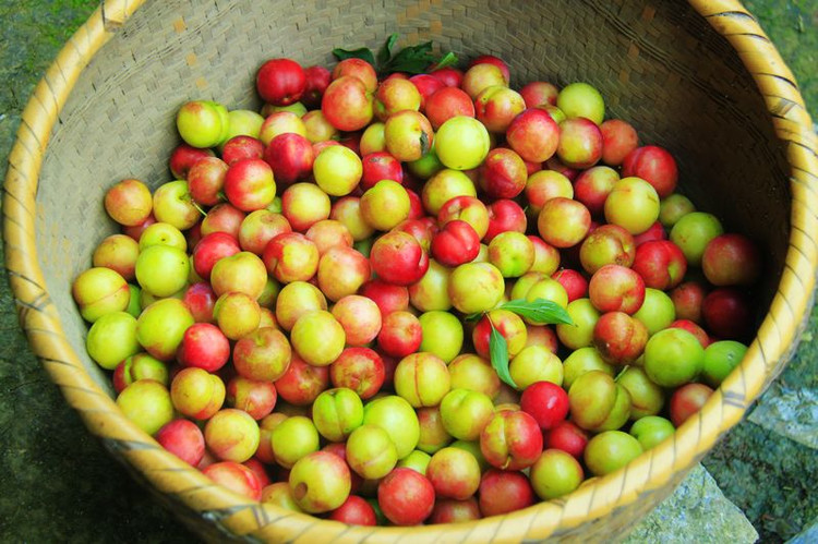 李子也具備養(yǎng)顏美容功效 孕婦可以吃李子嗎