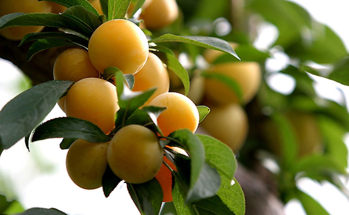 李子也具備養(yǎng)顏美容功效 孕婦可以吃李子嗎