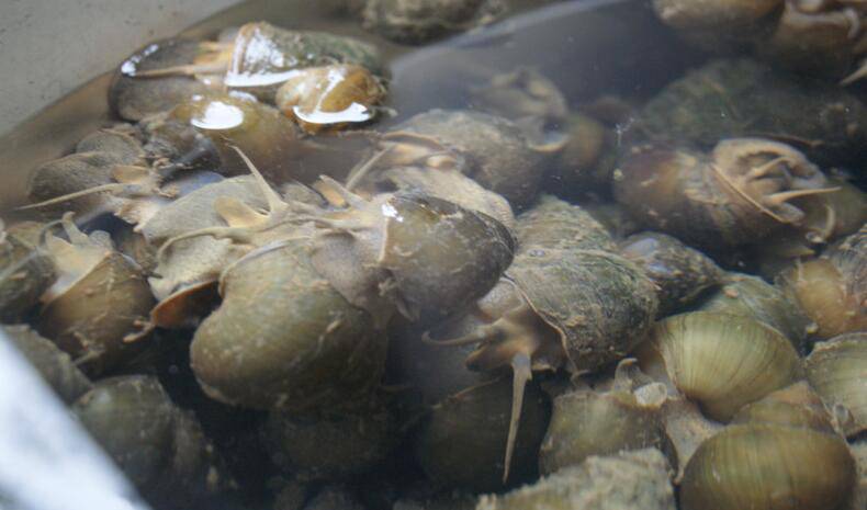 孕婦可以吃田螺嗎 田螺有哪些營養(yǎng)價(jià)值