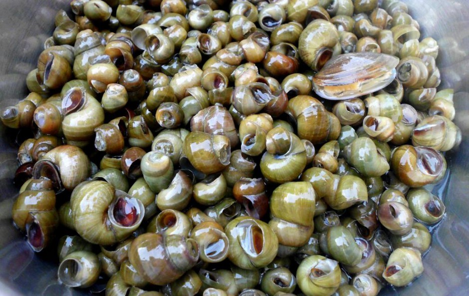 孕婦可以吃田螺嗎 田螺有哪些營養(yǎng)價值