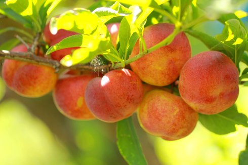 李子也具備養(yǎng)顏美容功效 孕婦可以吃李子嗎