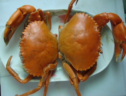 哺乳期媽媽能吃螃蟹嗎 吃螃蟹有哪些禁忌