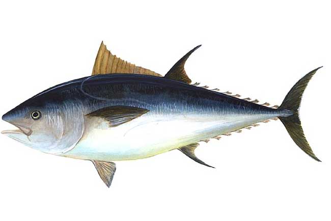 坐月子食譜推薦 坐月子的媽媽吃什么好