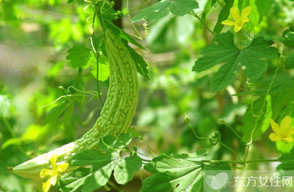 苦瓜減肥法 塑造魔鬼身材不是事
