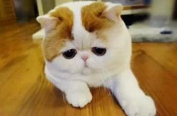 當年的小蠻腰 如今卻在辦公室胖成了喵