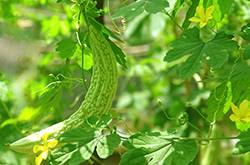 苦瓜減肥法 塑造魔鬼身材不是事