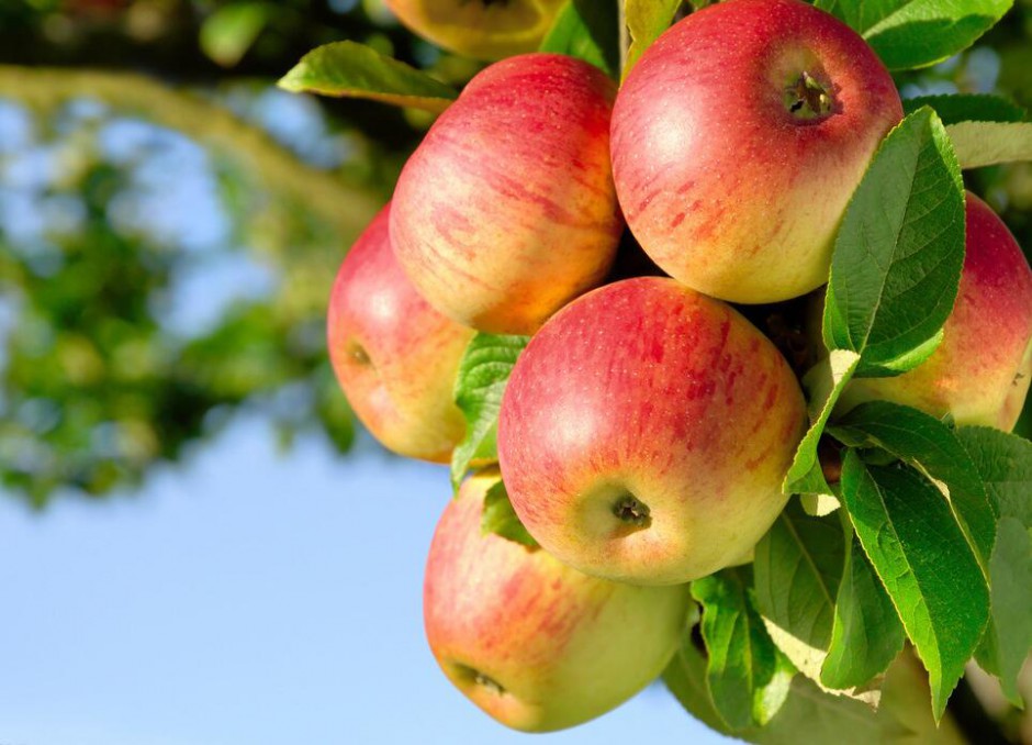 蘋果能減肥 揭蘋果減肥的正確方法