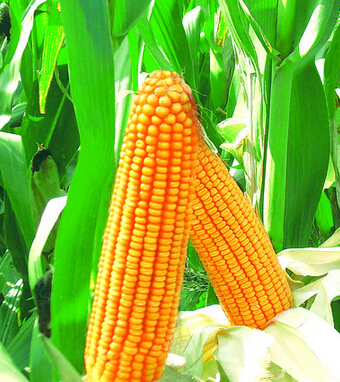 吃玉米會胖嗎 巧吃玉米不做 小腹婆