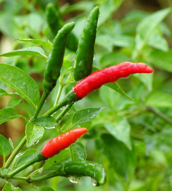 怎么減肚子上的贅肉 9招輕松遠(yuǎn)離肚子贅肉