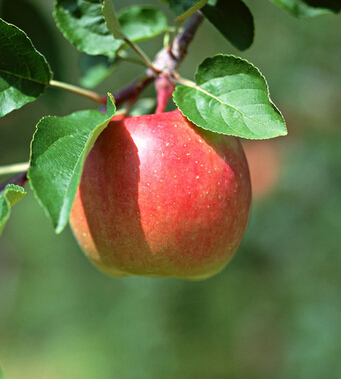 腹部減肥最快的方法 7種水果有助瘦腹