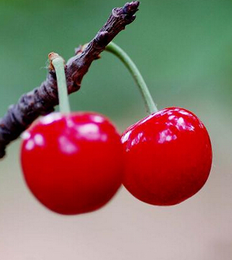 吃什么水果減肥最快 吃11種水果快速減肥