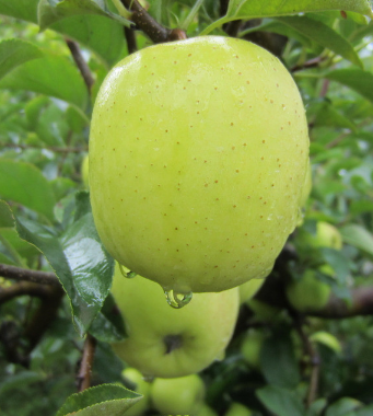 吃什么減肥 推薦12種高飽腹感的健康美食