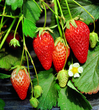 什么水果減肥 八種水果助MM減肥事半功倍