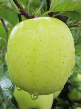 女人吃什么美容 經(jīng)期吃什么水果美容又瘦身