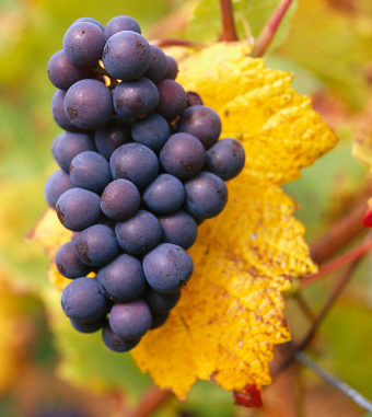 吃什么水果減肥 水果減肥餐讓女人享瘦每一天