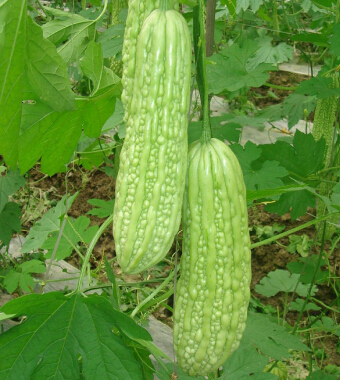 怎么減肥不反彈 不反彈的四個減肥方法