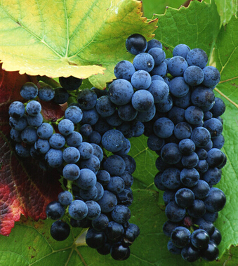 什么水果減肥 4種水果吸光你身上難纏脂肪