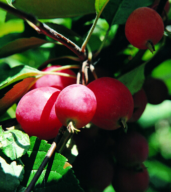 吃什么水果減肥最快 六大水果塑造好身材