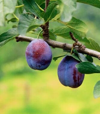 腹部減肥法 7種水果幫你 吃掉 小肚子