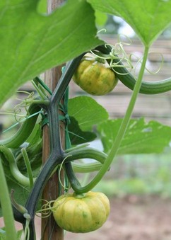 經(jīng)期減肥 哪些經(jīng)期減肥方法不能用