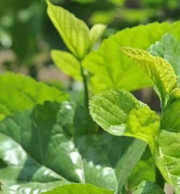 桑葉減肥法 桑葉減肥有哪些減肥方法呢