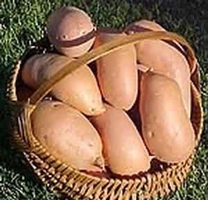 細(xì)腰美人的飲食改善法