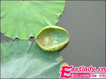 減肥瘦身的中藥處方有哪些