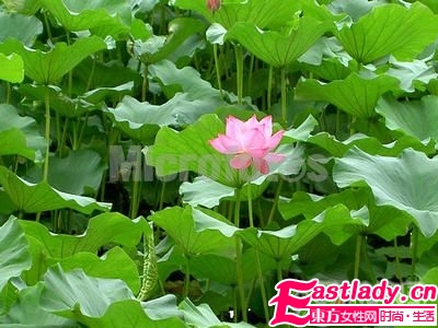 盤點(diǎn)五款神奇的中藥減脂食品