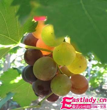 天然有效的六大豐胸水果