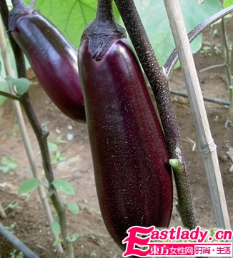 夏季最能減肥的9大蔬果