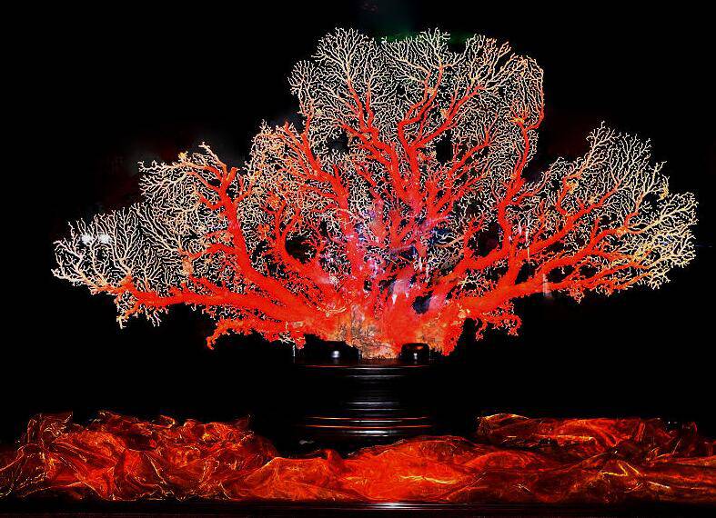 紅珊瑚的5大作用 7個小技巧鑒別真假紅珊瑚