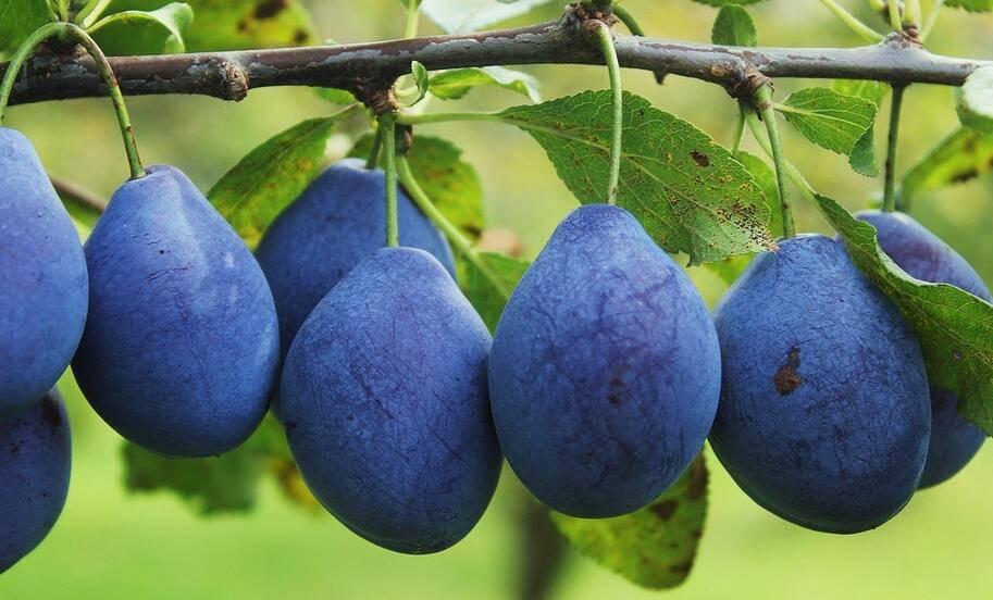 5種最坑娃的食物 千萬(wàn)不要給寶寶吃