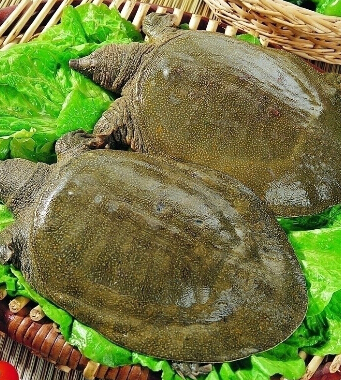 秋季飲食禁忌 6類食物需注意