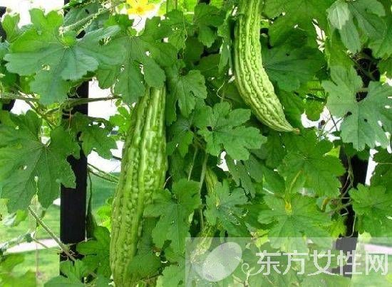 回奶的食物有哪些 這些回奶時期注意事項需謹(jǐn)記