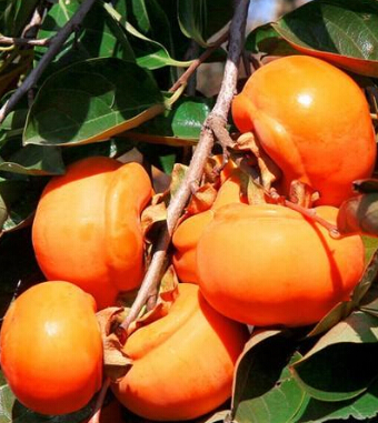 秋季飲食禁忌 6類食物需注意