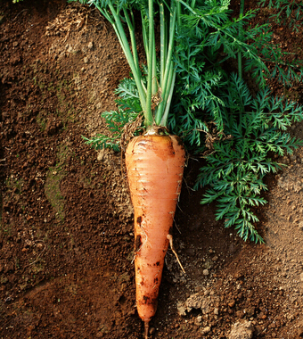 胡蘿卜的功效與作用 有助于寶寶健康成長(zhǎng)