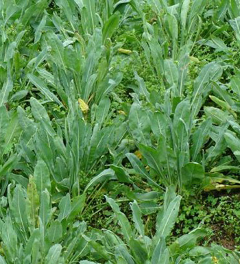 嬰幼預防感冒不宜用板藍根