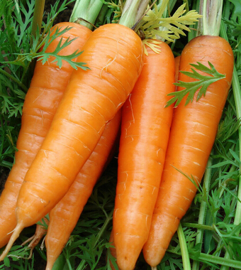 胡蘿卜的功效與作用 有助于寶寶健康成長(zhǎng)